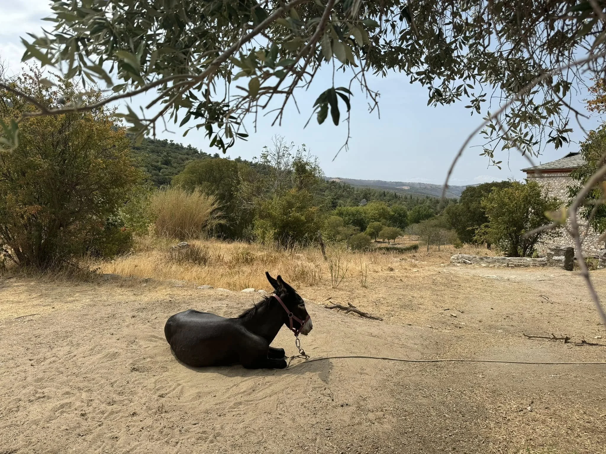 A black donkey with a pink halter is lying on the sandy ground in a rural landscape with trees, hills, and a house in the background under a clear blue sky.