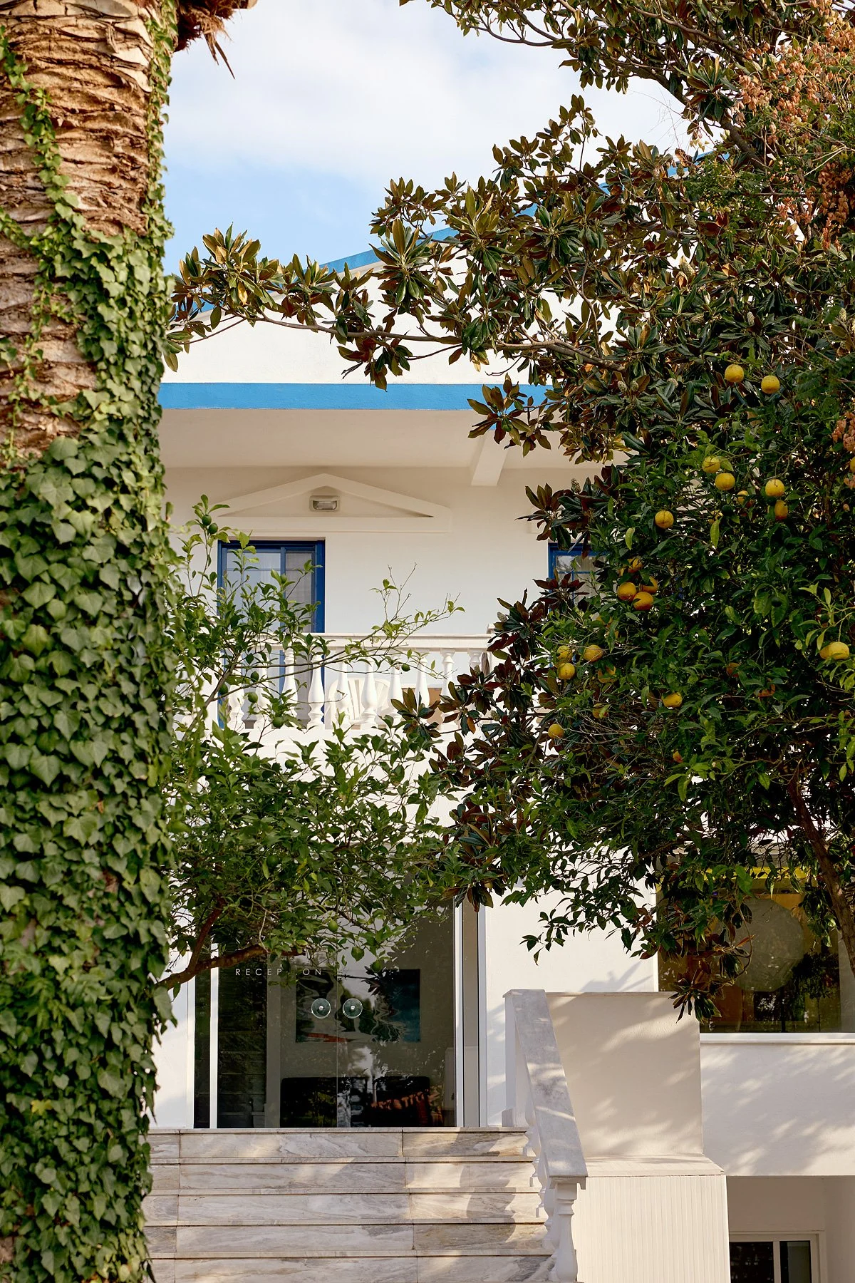 A white building with a balcony, blue window frames, and white railings, partially obscured by a large tree with green and yellow fruit, and a palm tree with green ivy climbing its trunk.
