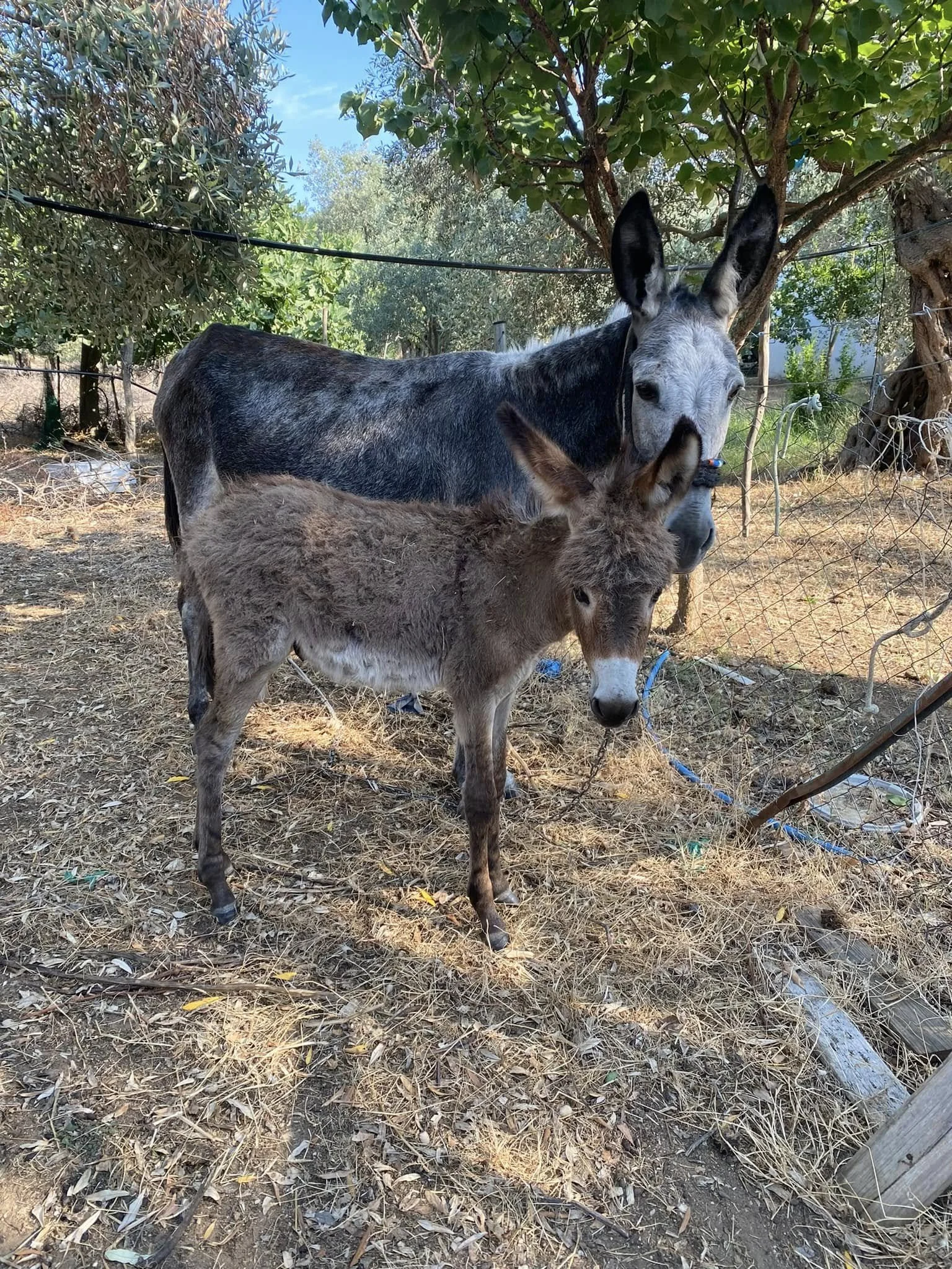 A donkey and a foal standing in a fenced outdoor yard with trees and dry ground.