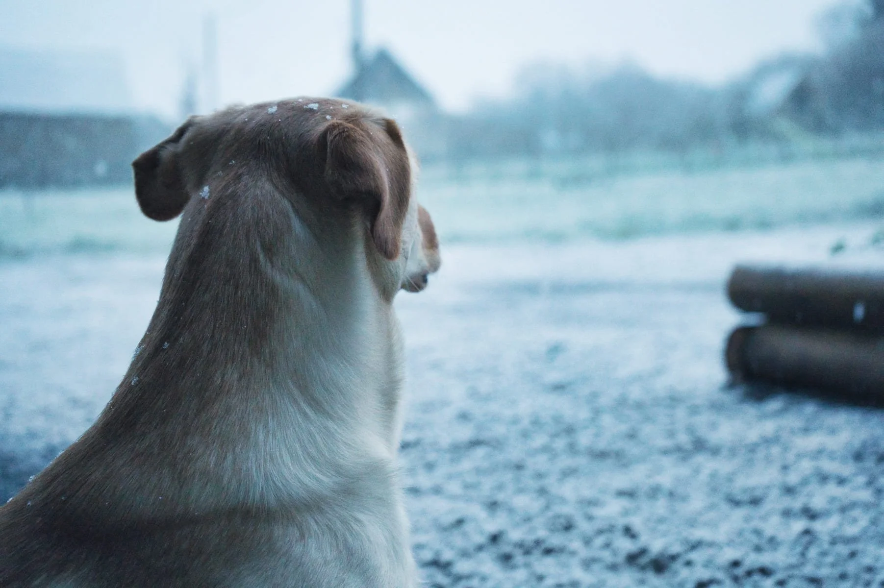Un chien regarde la neige dehors.