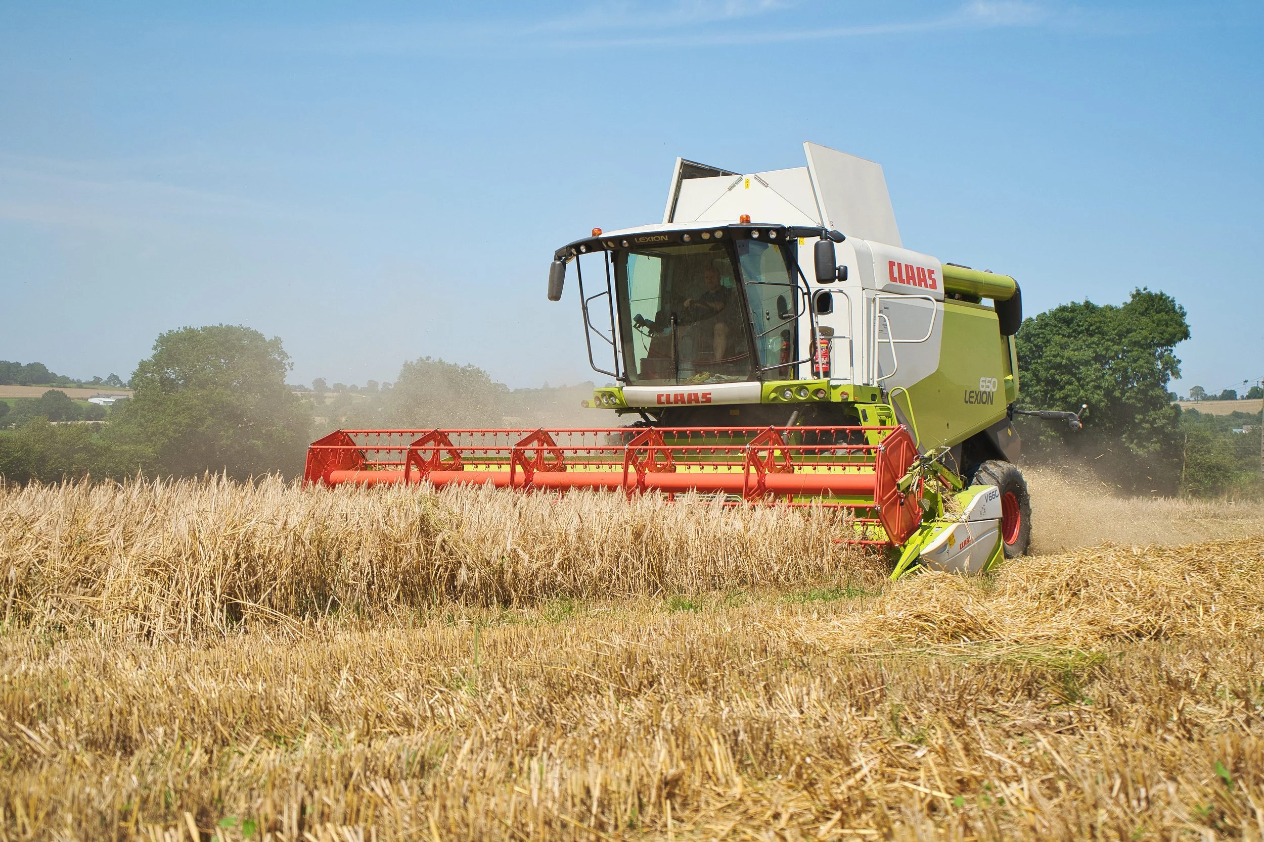 Moissonneuse-batteuse verte et blanche en action dans un champ de blé doré sous un ciel bleu, avec des arbres en arrière-plan.