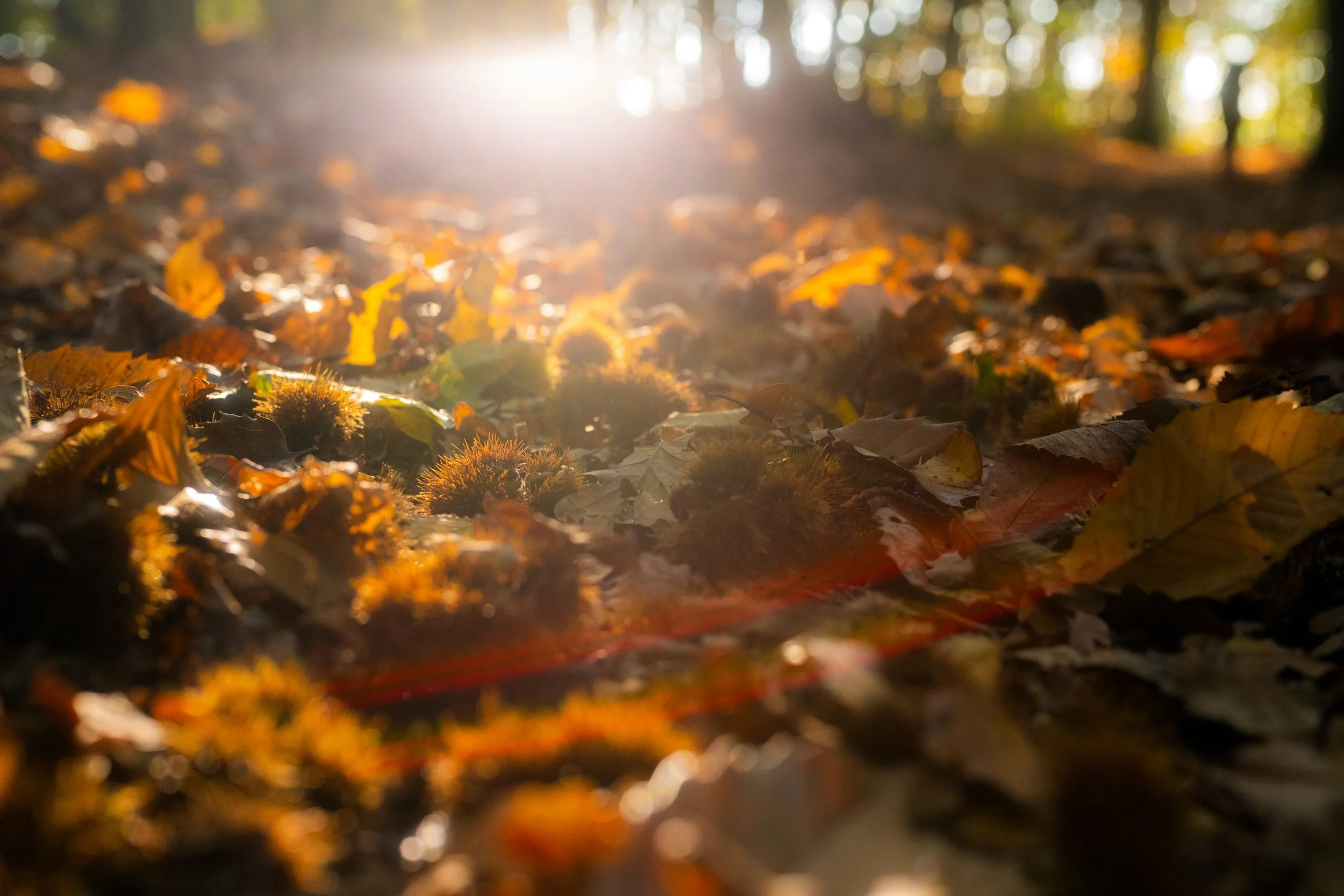 Feuilles d'automne, châtaignes et lierre sur le sol d'une forêt, avec lumière solaire en arrière-plan.