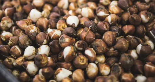 Jub- Flowers bulbs.png