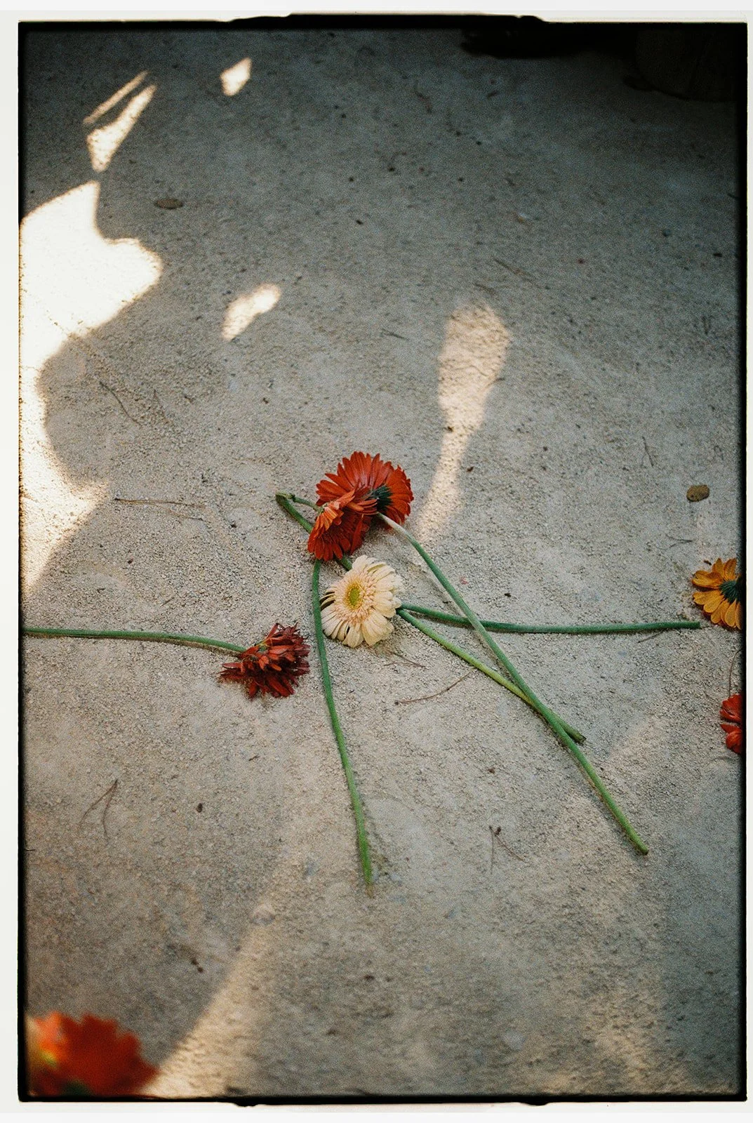 Tiago Pereira-37.jpg