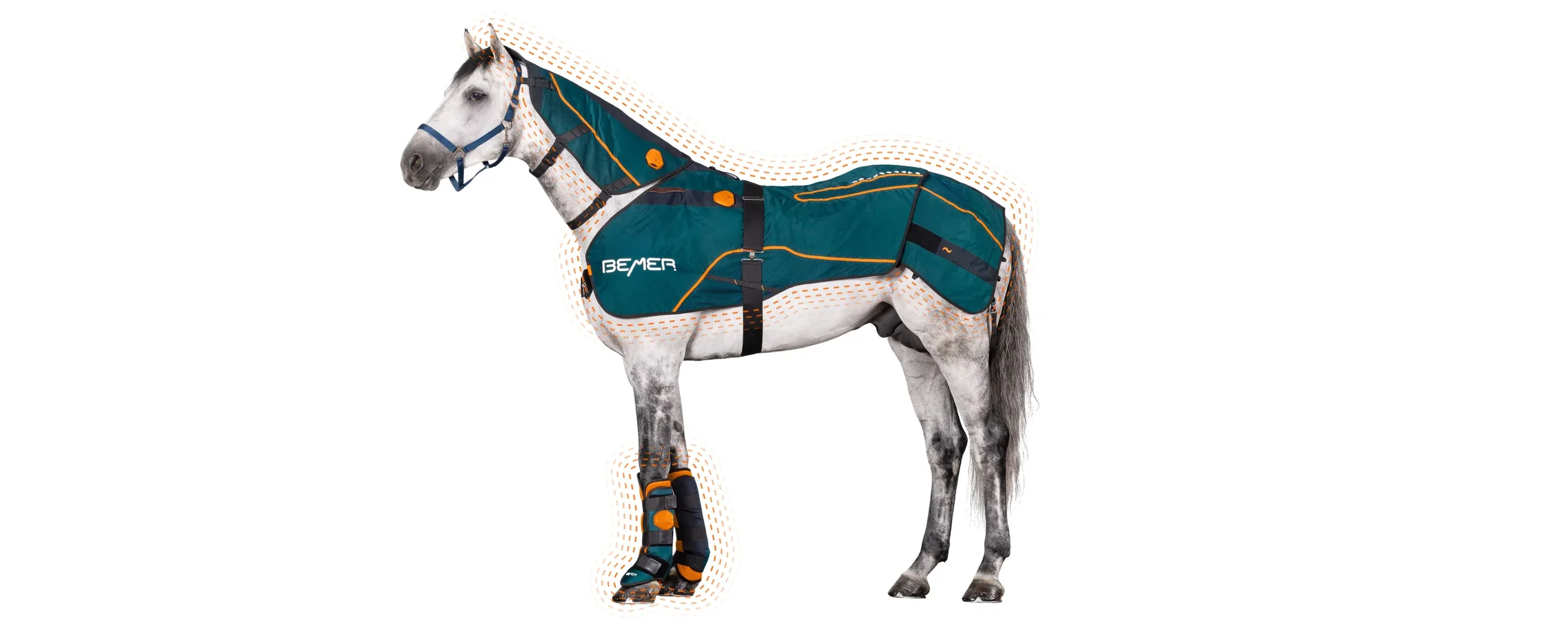 A gray and white horse wearing a teal and black horse blanket with orange accents, a bridle, and a leg bandage with orange and black padding.