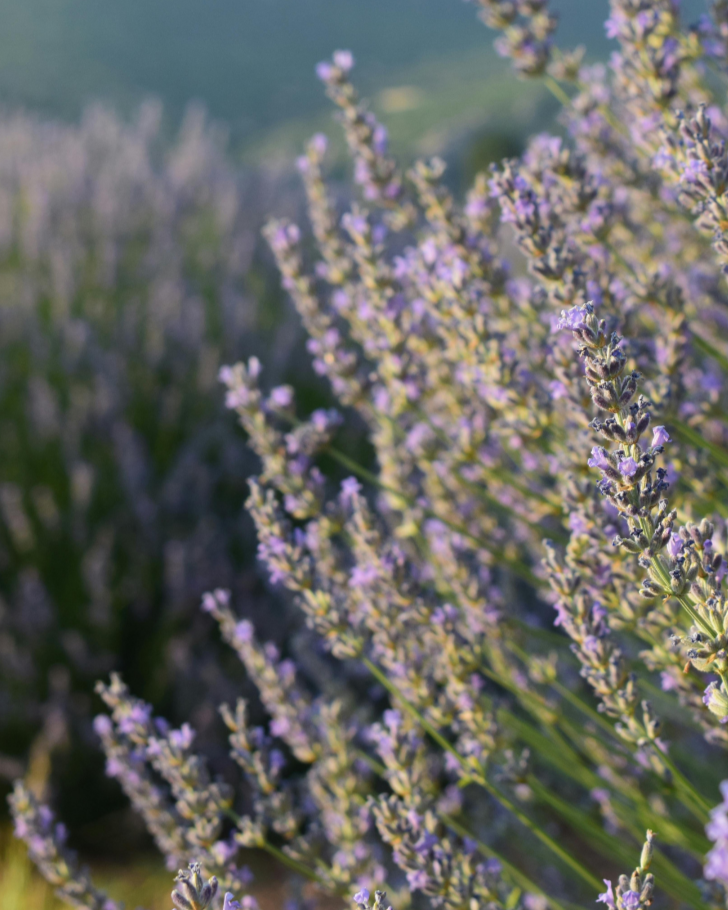 birth-elements-nj-doula