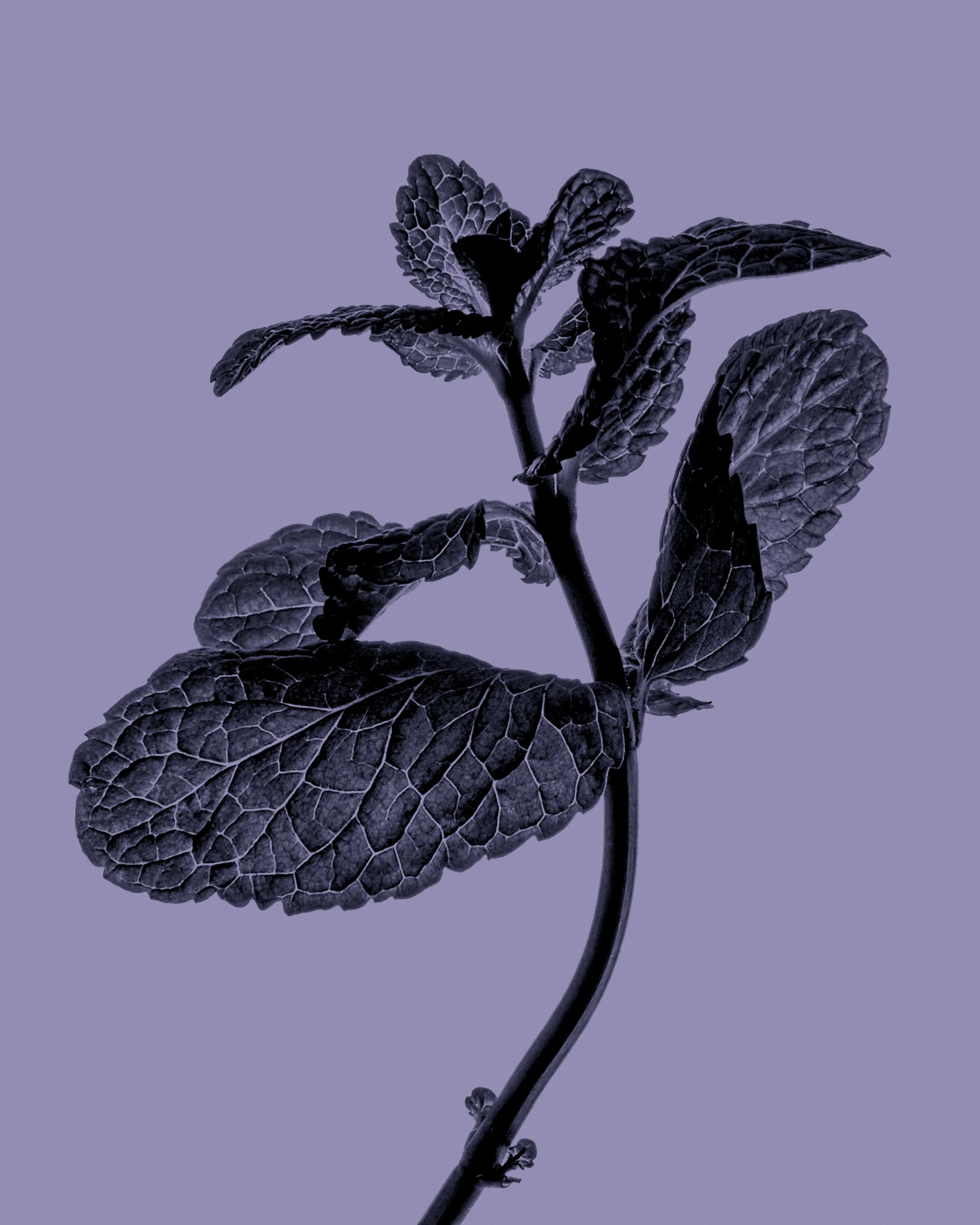 Roelen_Perfumes_Plant_002_Purple.jpg
