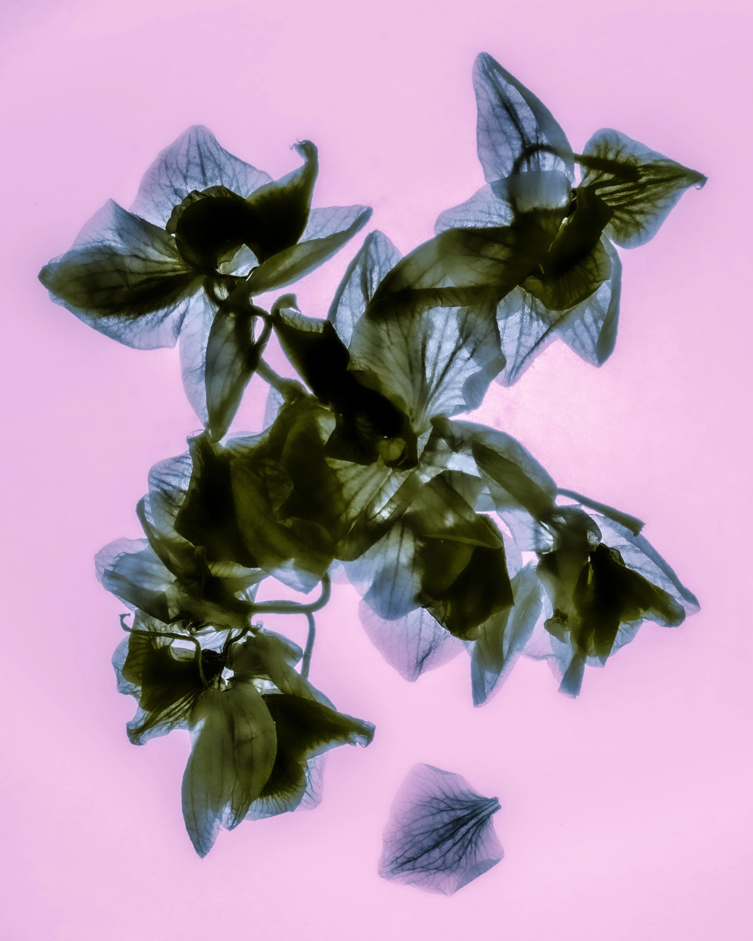 X-ray image of a plant with translucent leaves and flowers against a pink background.