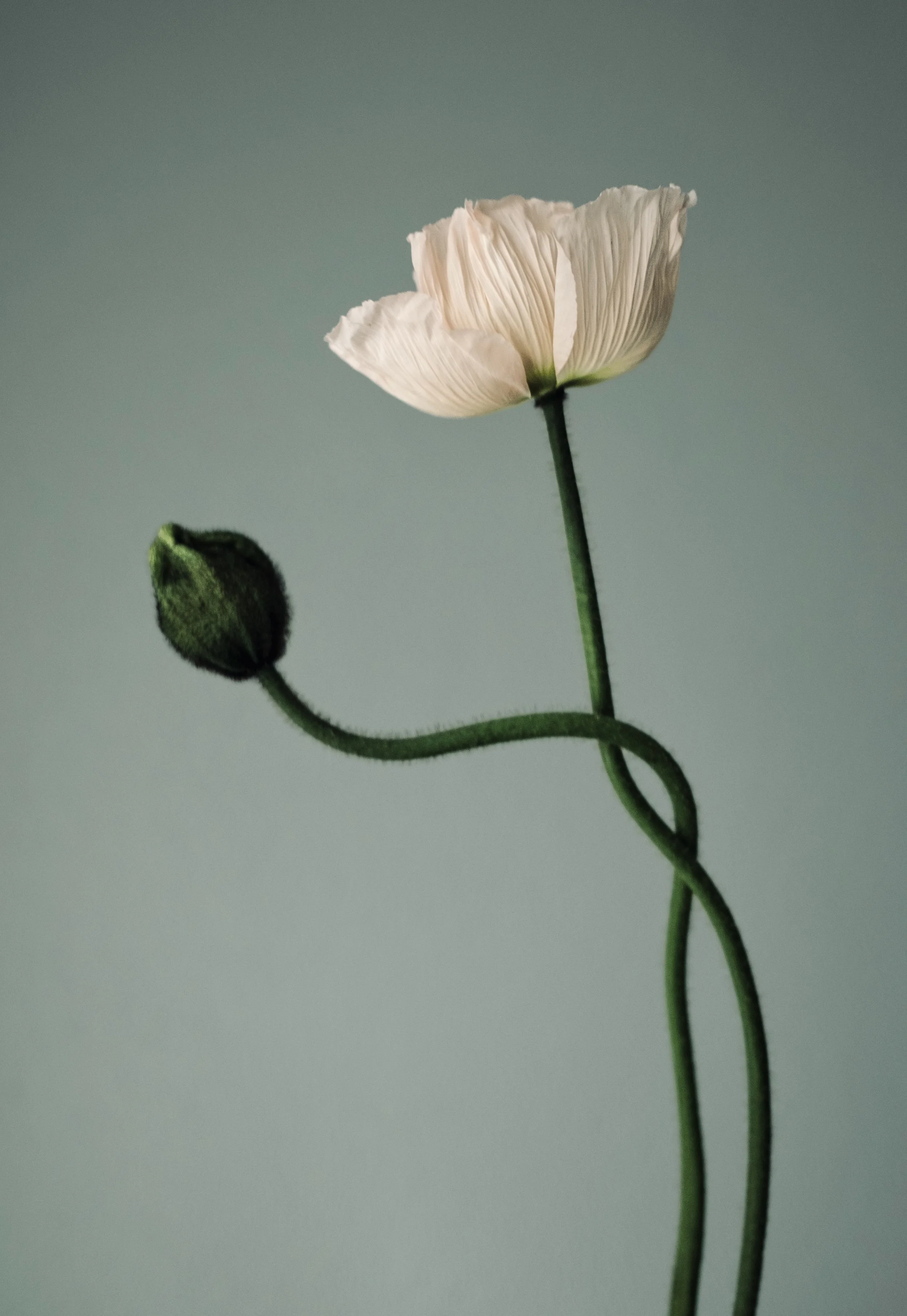 DSCF0308Mohn 308 color 2.jpg