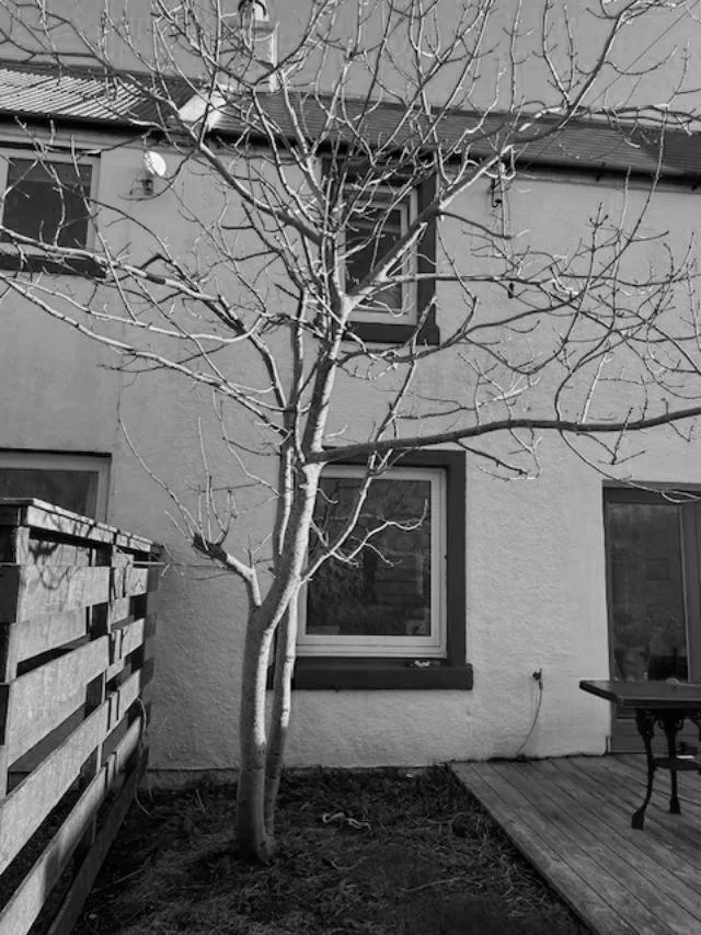 Garden13b+w.jpg