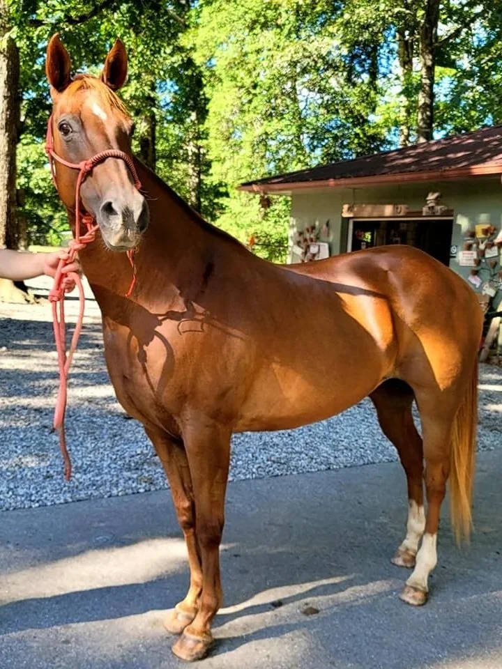 Your Complete Guide to Finding and Buying Trail Horses in North Georgia [2025]