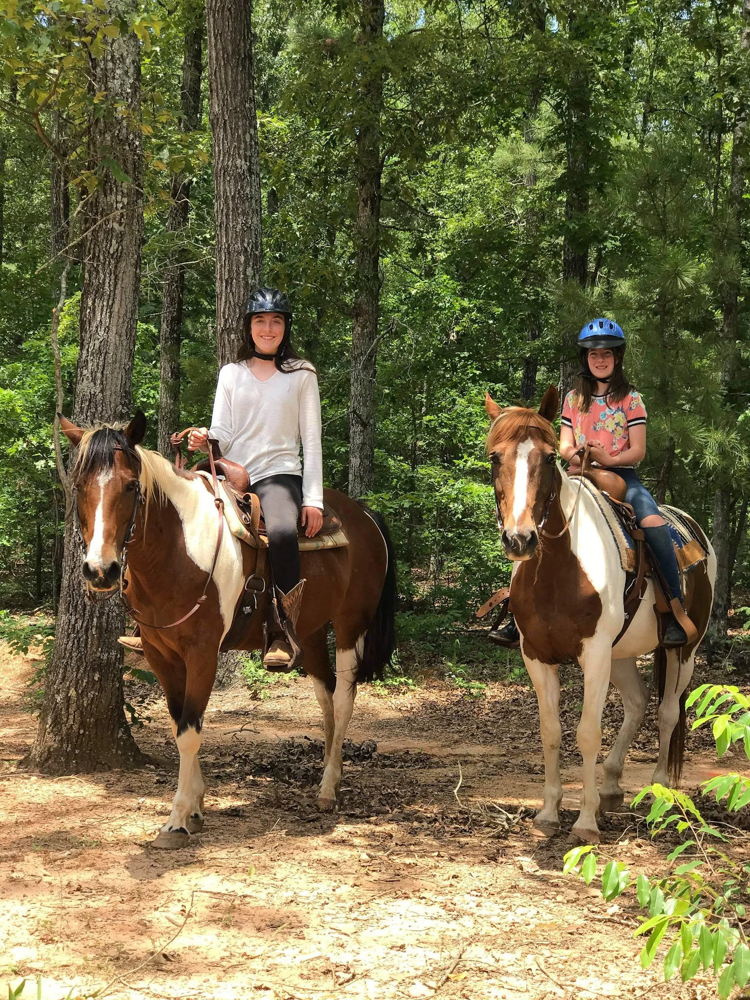 Horses for Sale for Virginia Buyers: How to Find the Right Horse (and the Right Seller)