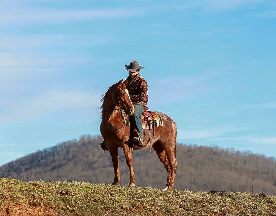 Your Complete Guide to Finding and Buying Trail Horses in Alabama [2026]