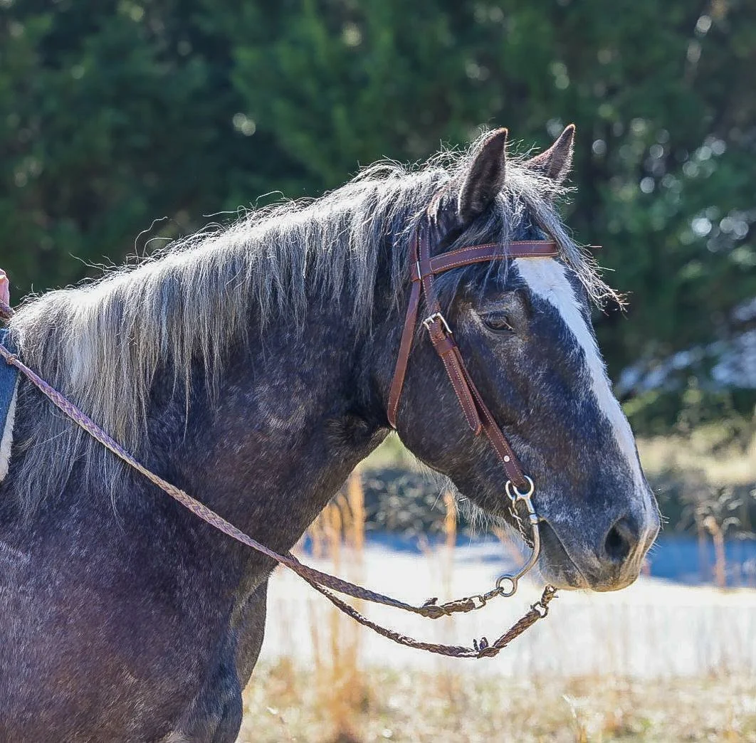 Quality Trail Horses for Sale -Delivered Across the Southeast