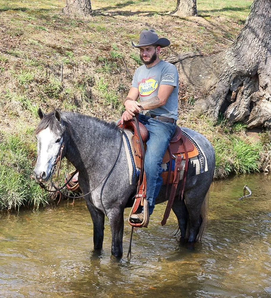 How to Buy Your First Trail Horse: A Beginner's Guide