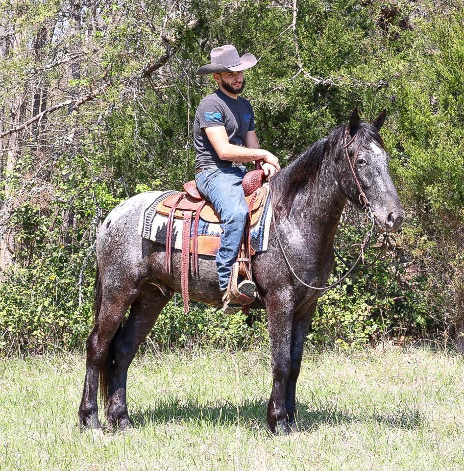 Horses For Sale in Georgia — Meet CHEEZY at A Step Above Stables