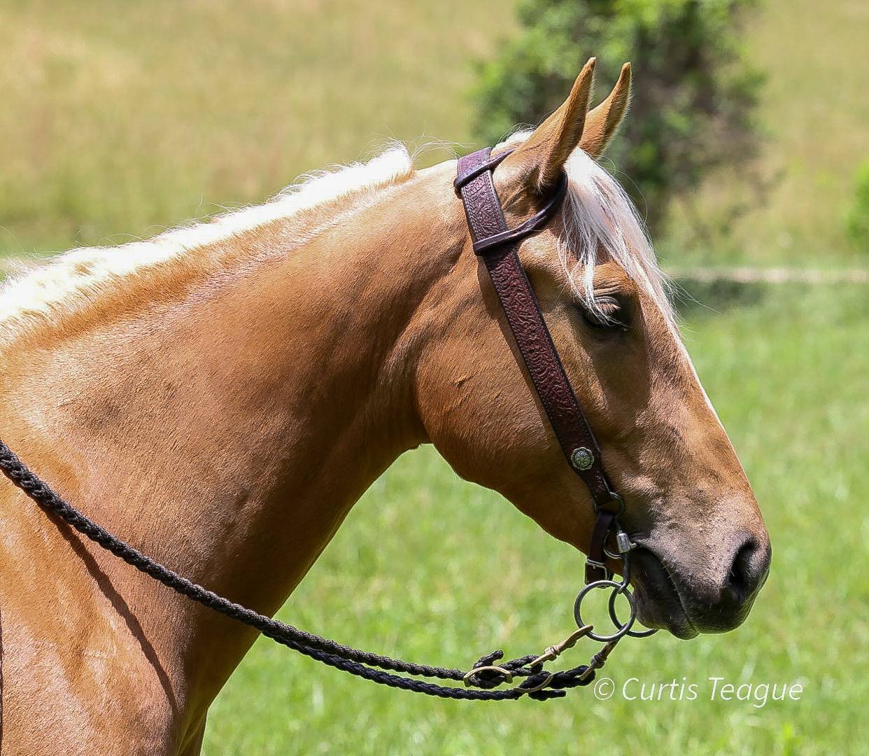 Pure Gold, With 4 Legs. Come pet, Penny the Perfect Palomino.