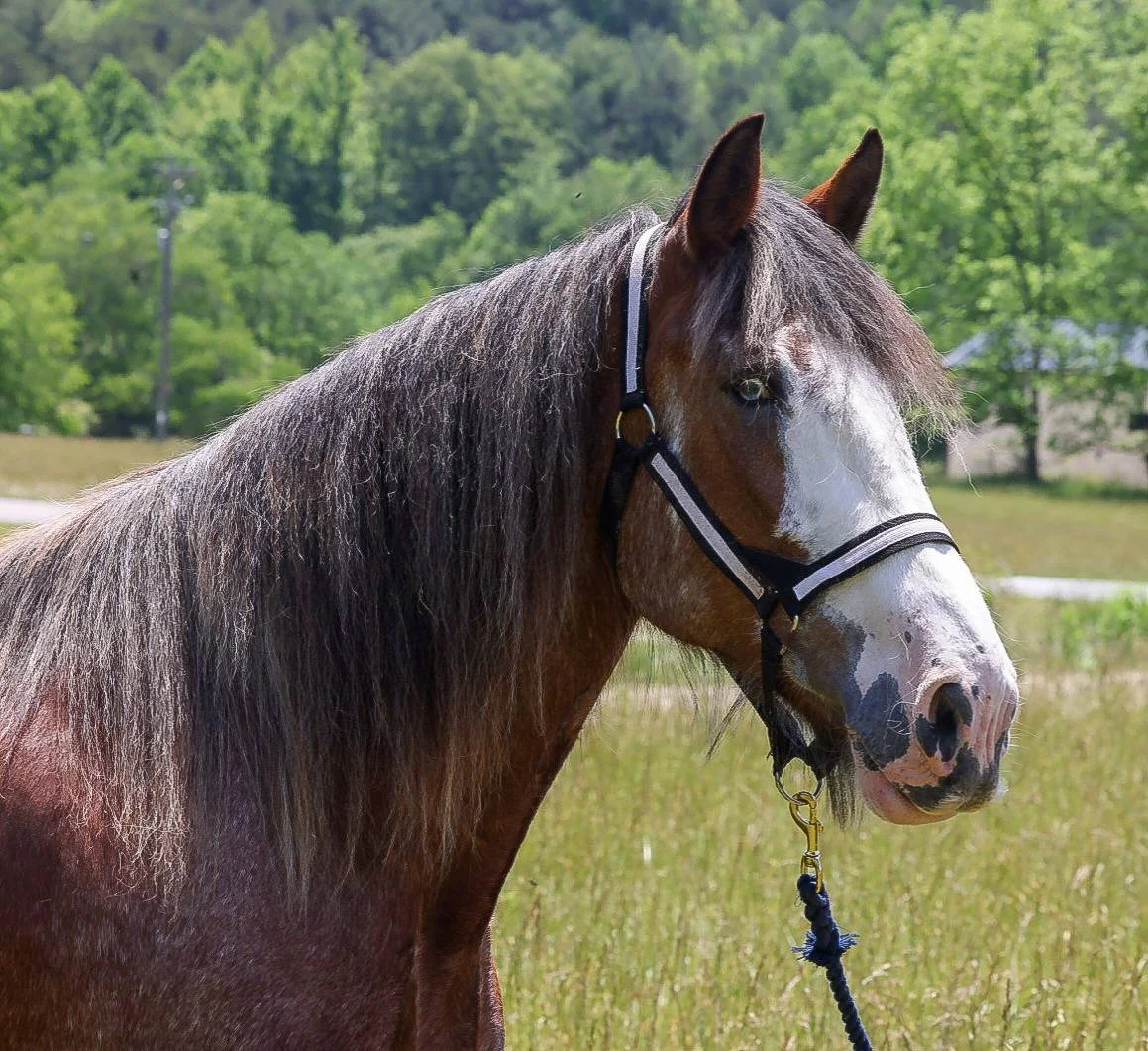 Bella, the Beautiful Clydesdale