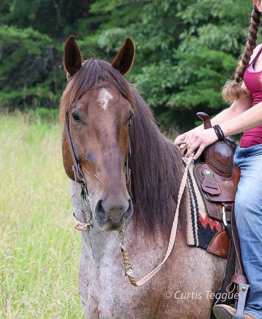 Why Families Across the Southeast Trust A Step Above Stables to Find the Perfect Horse