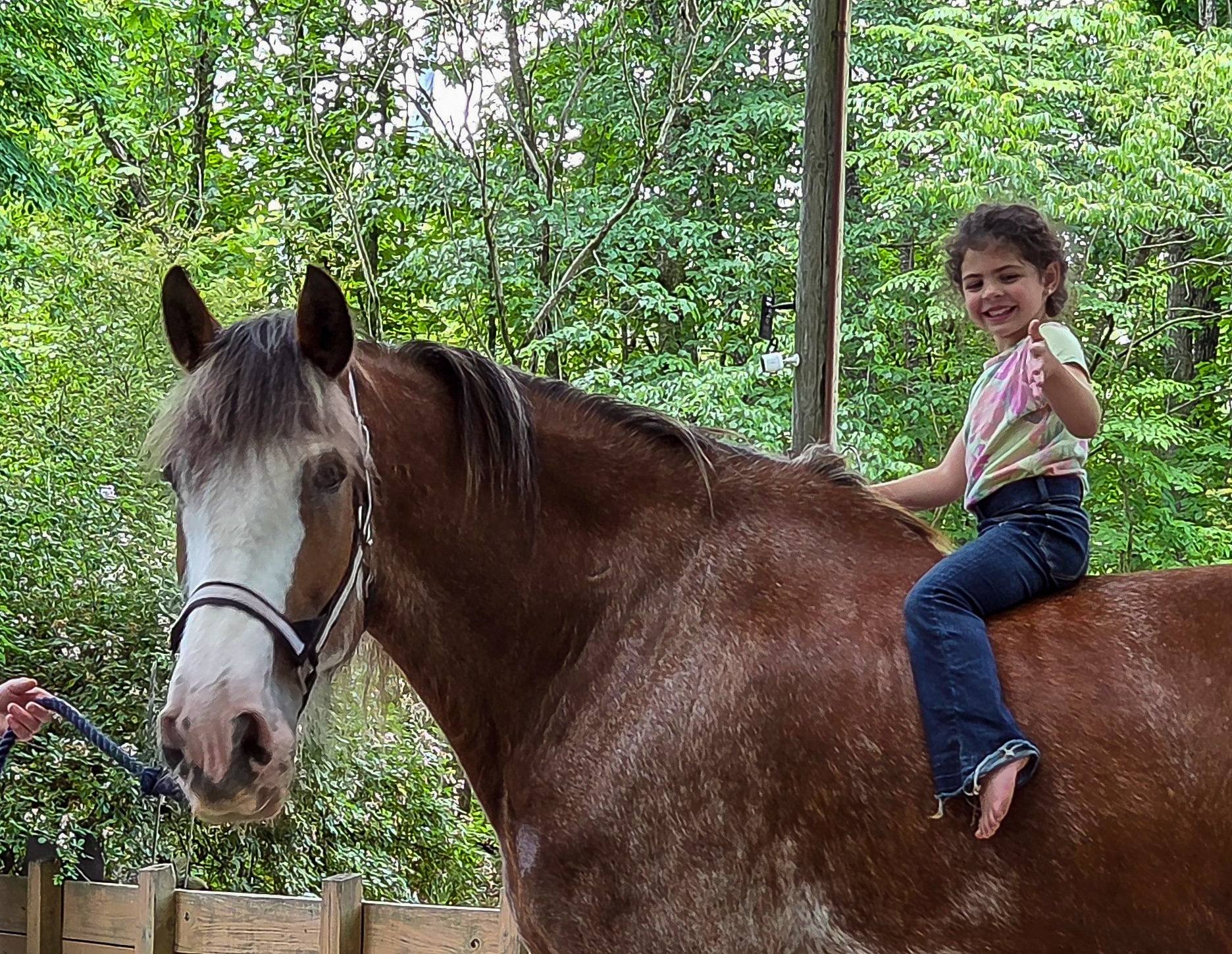 How Much Does a Good Trail Horse Cost in 2026? Honest Answers From 30 Years of Horse Sales