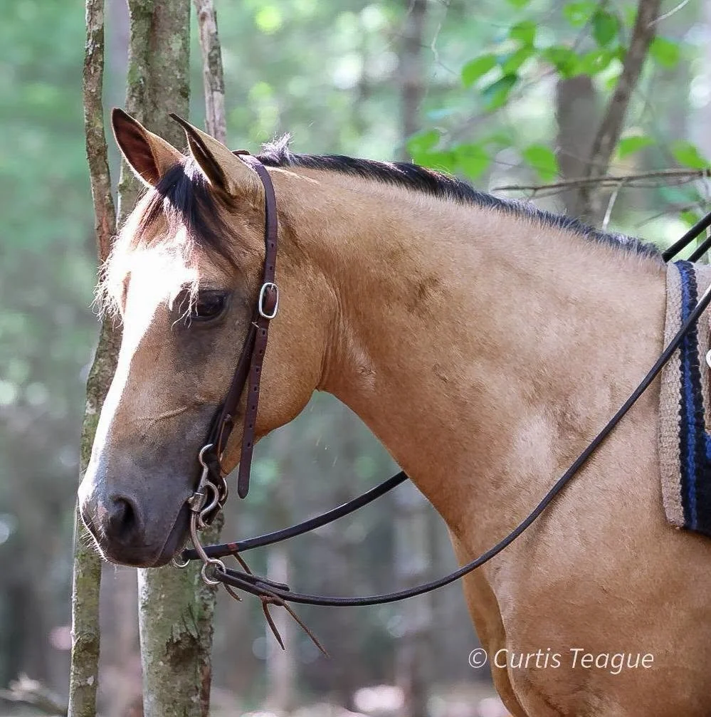 MS. JACKSON – Buckskin Quarter Horse Mare for Sale