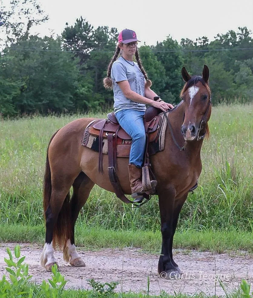 BROWN EYED DAISY – Gypsy Quarter Horse Cross Mare for Sale