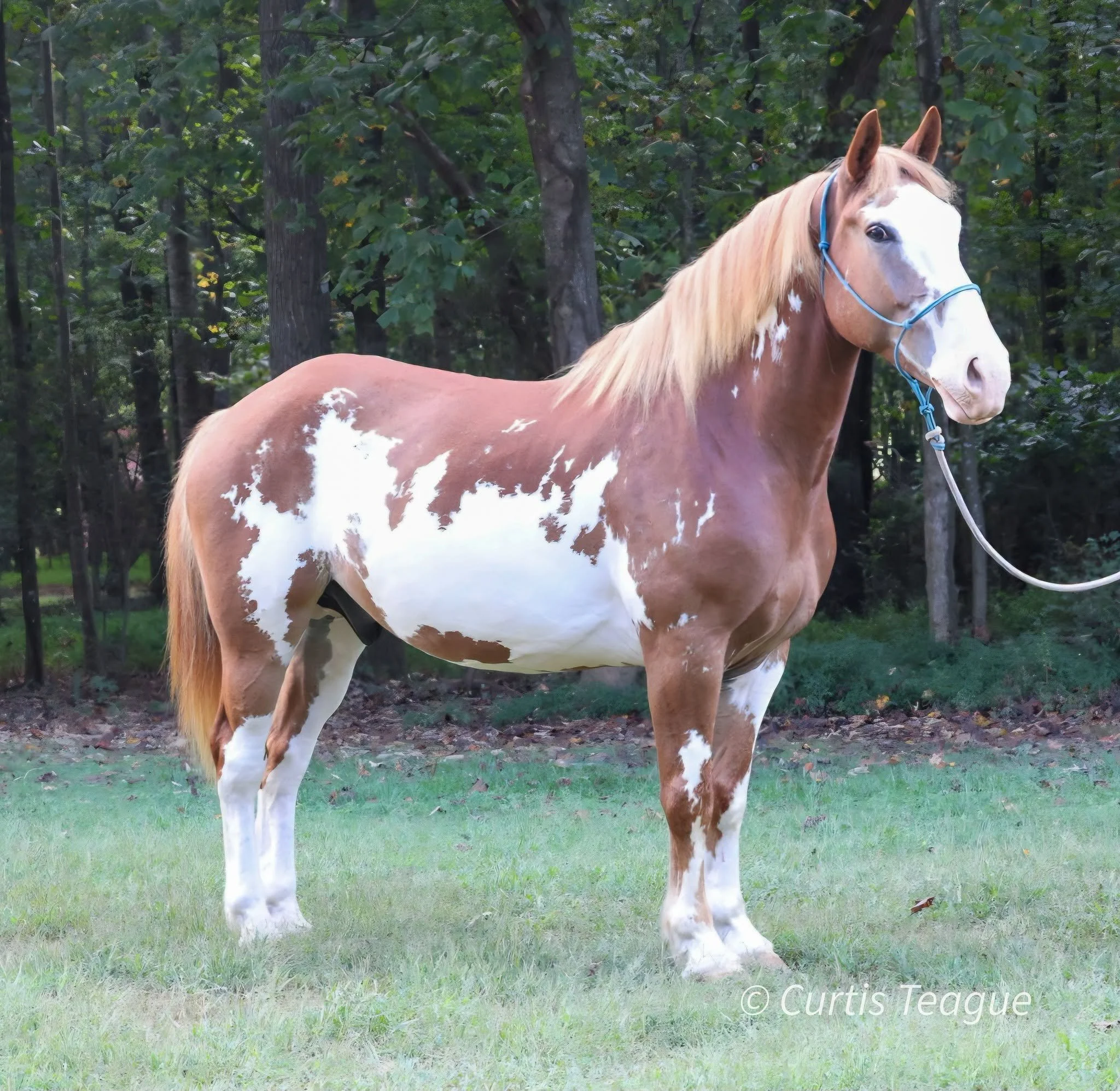 Sponge Bob — 15.2H Family Trail Horse