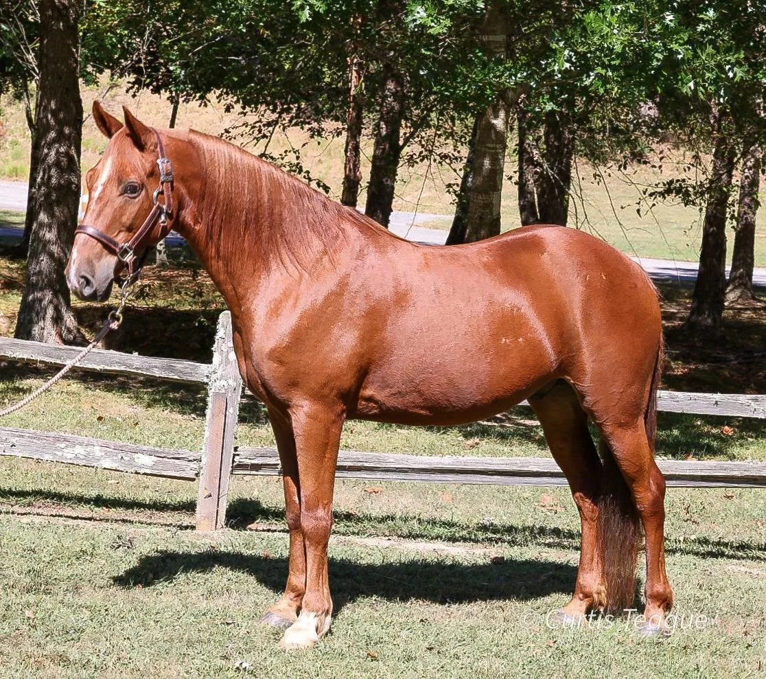 Chester — 7-Year-Old • 14.3H • Quarter Horse/Morgan Cross Gelding