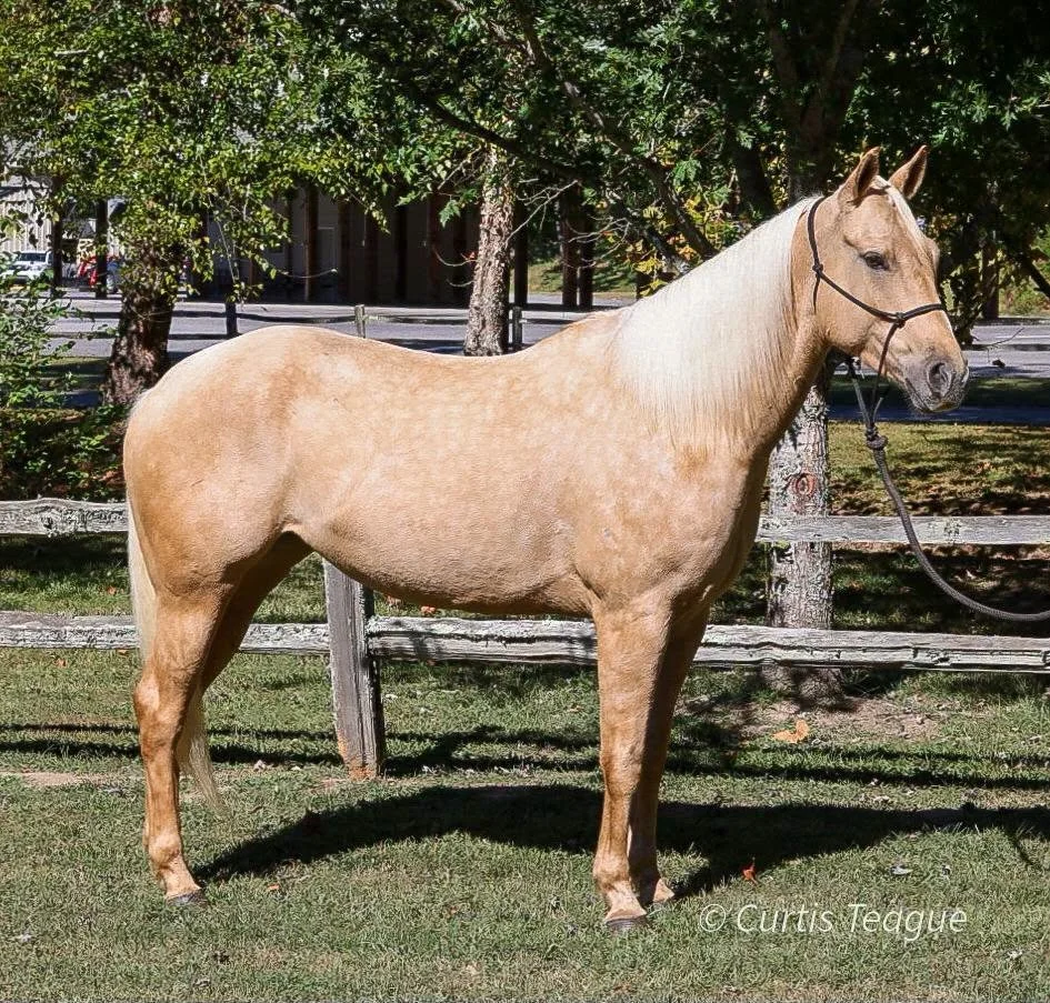 Barbie — 6-Year-Old • 15.1H • Registered American Quarter Horse Mare