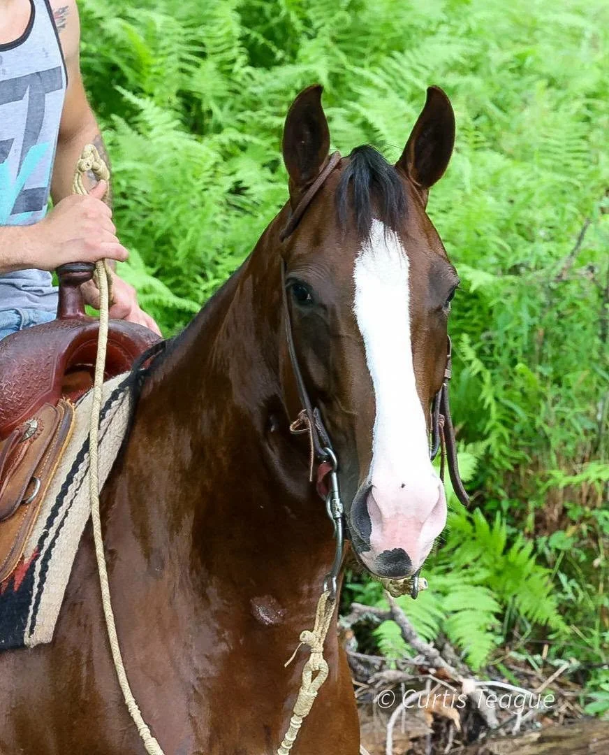 Dottie — 5-Year-Old • 14.3H • Registered American Quarter Horse Mare