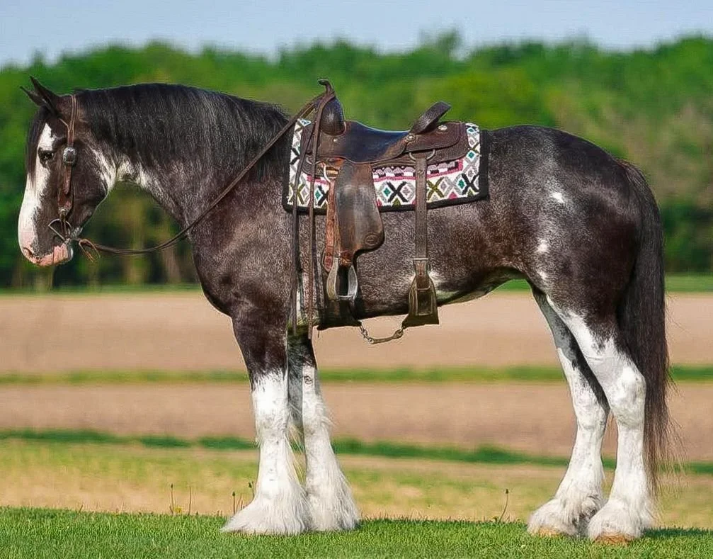 510942504_1268869414812526_7052789865871701430_n (1).jpg