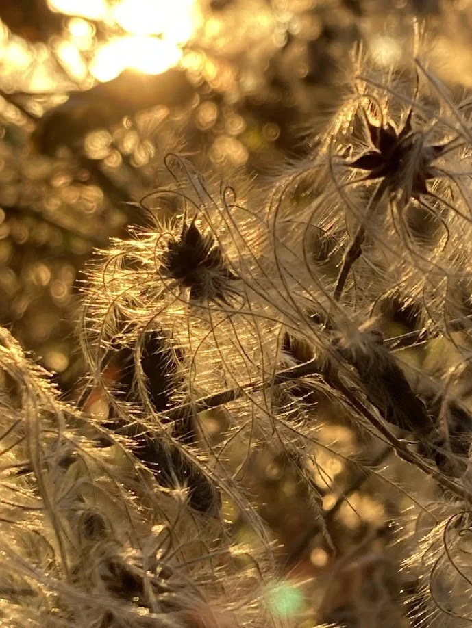 Close-up of dried plant seeds with feathery extensions, illuminated by warm golden sunlight.