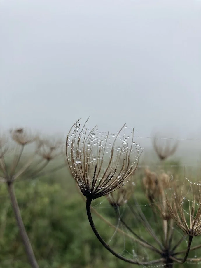 Close-up of a dried plant with water droplets on its thin, spiky seed head, with a foggy background.