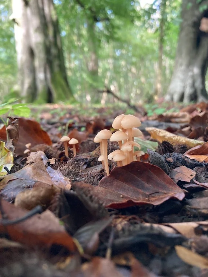 A cluster of small beige mushrooms growing amid fallen leaves on a forest floor with green trees in the background.