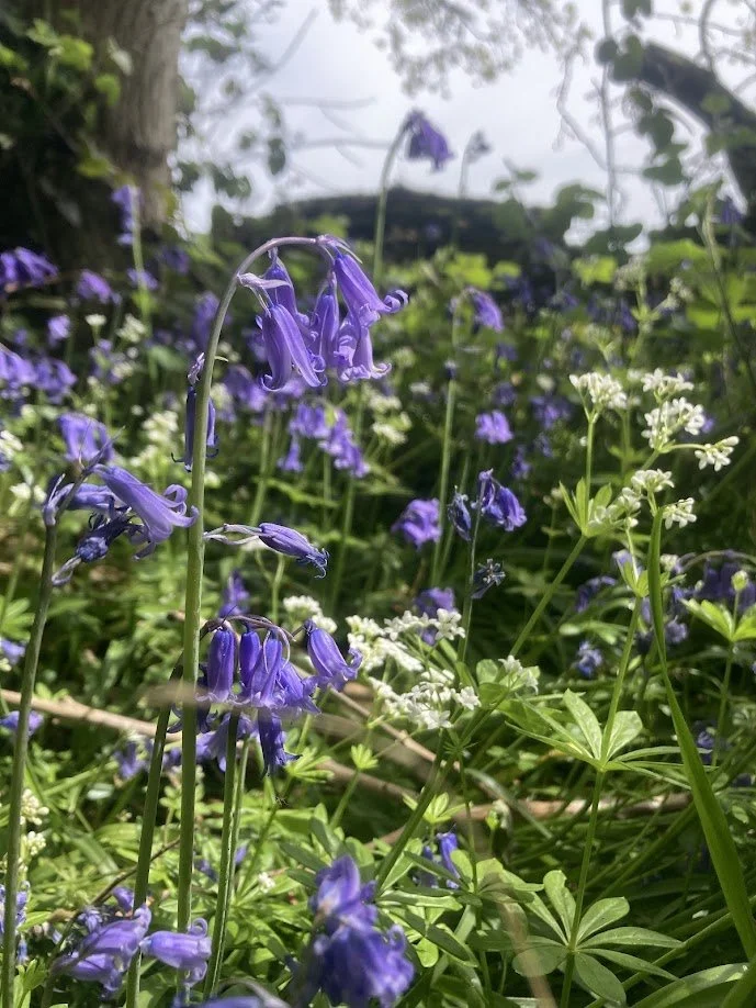 Beltane Bluebells