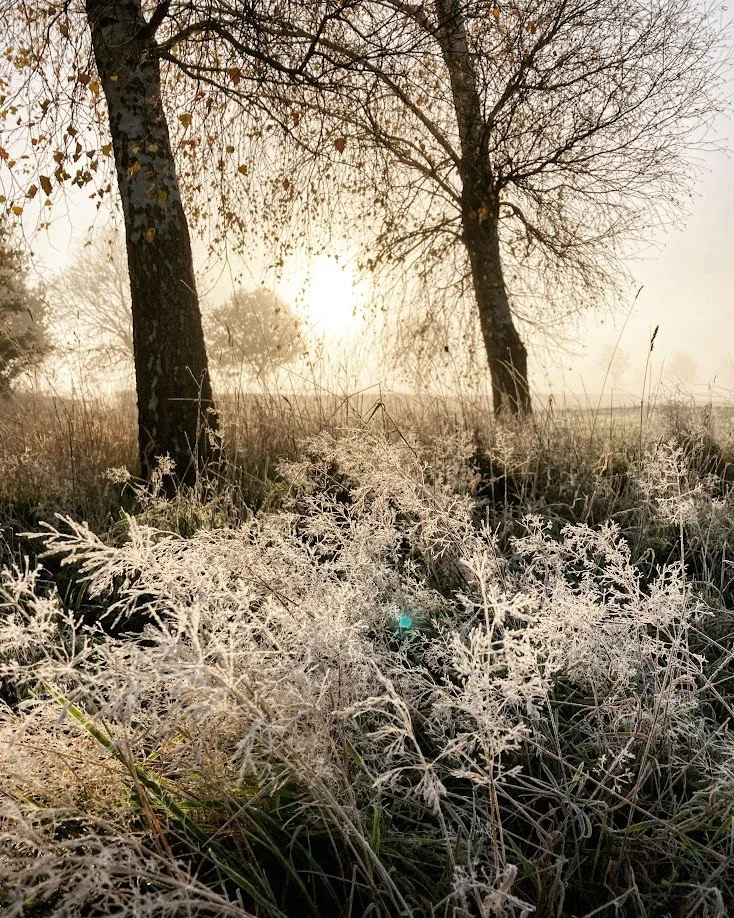 Frost-covered grass and two leafless trees in a foggy field during sunrise.