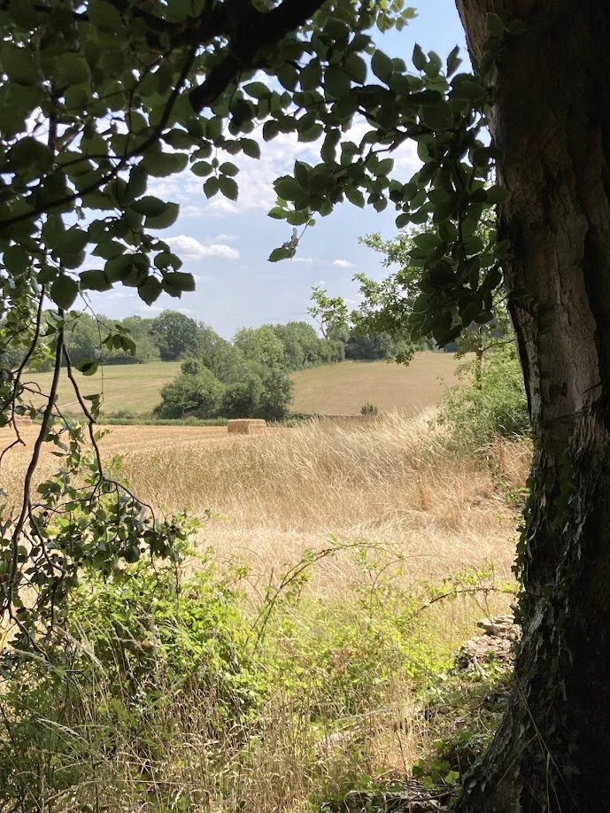 A view of a field with hay bales, seen through a leafy tree with a partly cloudy sky.