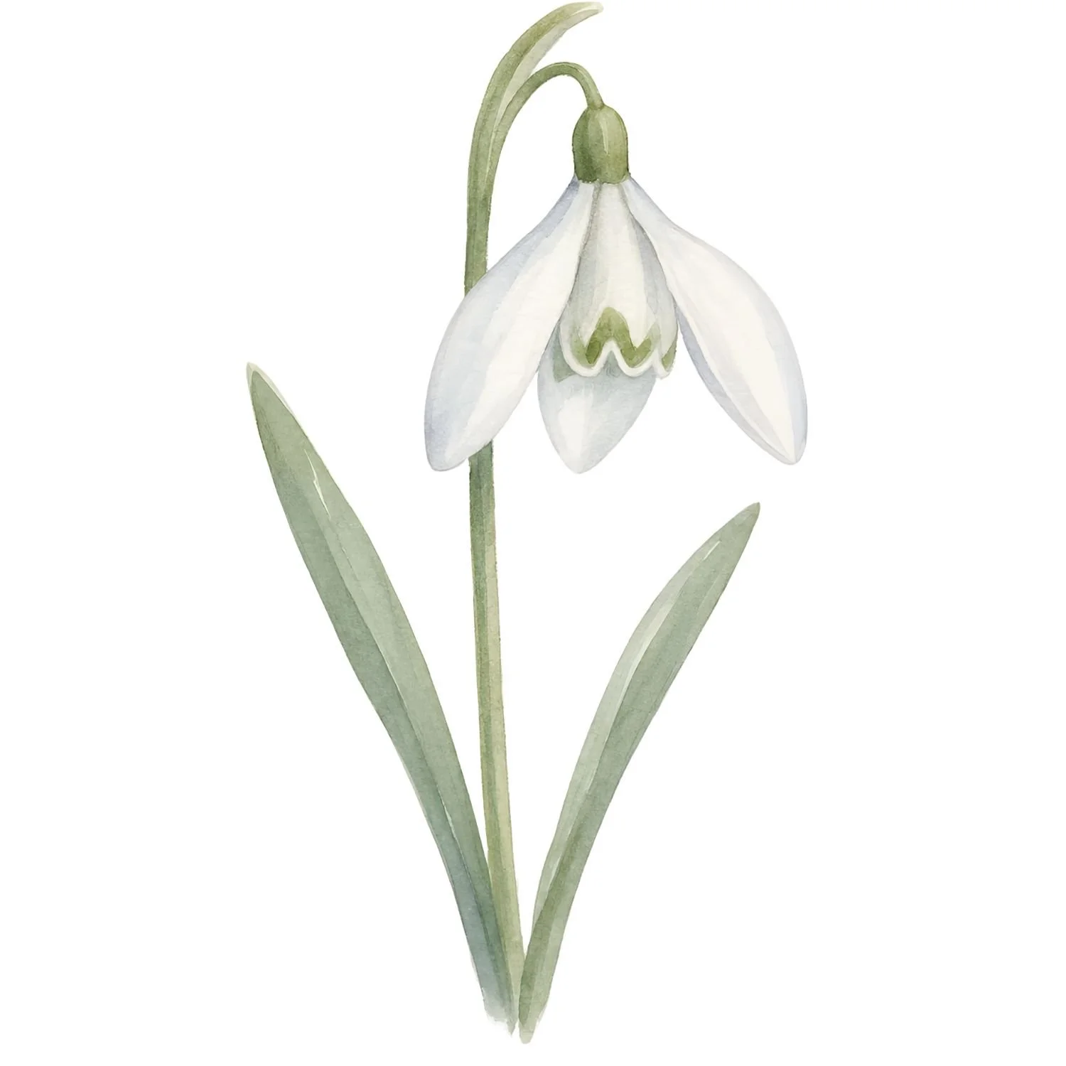 Watercolor painting of a snowdrop flower with white petals, green stem, and leaves on a white background.