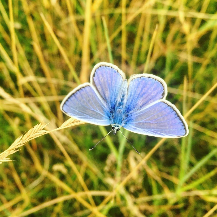 A blue butterfly resting on a grass stalk in a field.