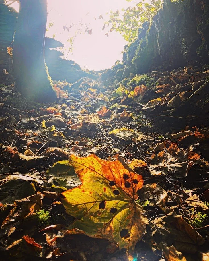 Ground covered with fallen autumn leaves in a forested area, sunlight shining through trees in the background.
