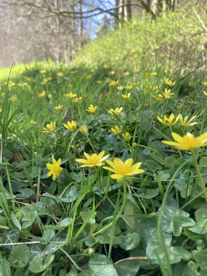 A field of yellow flowers and green ivy in a wooded area under a clear blue sky.