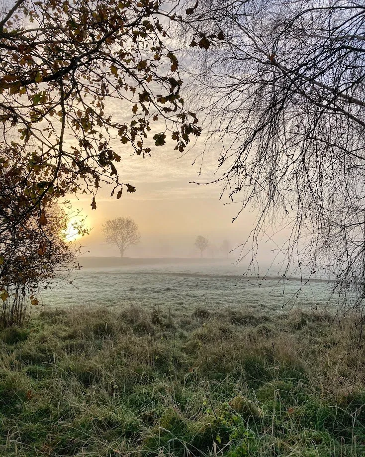 A foggy field at sunrise with bare and leafy trees on the horizon and overhanging branches in the foreground.
