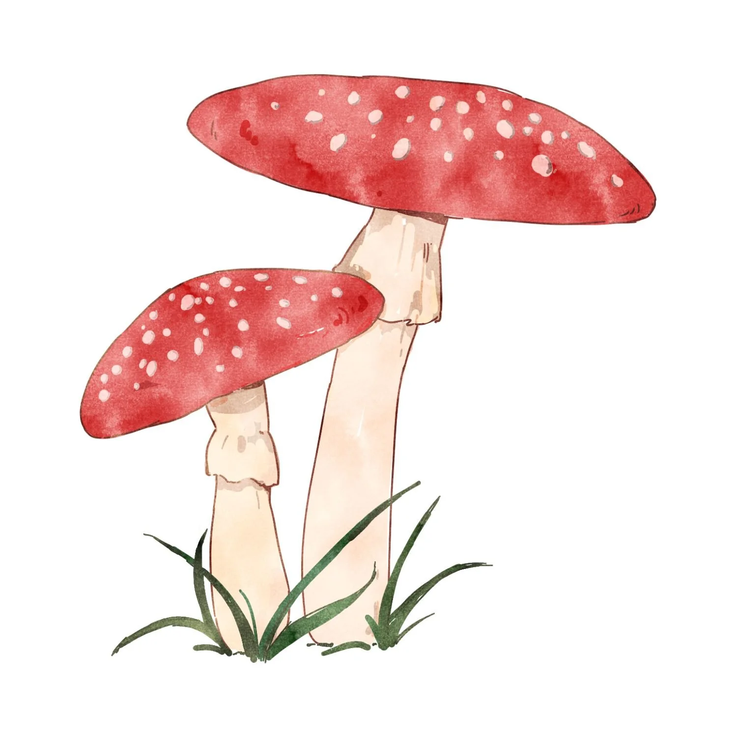 Watercolor illustration of two red mushrooms with white spots, growing among grass.