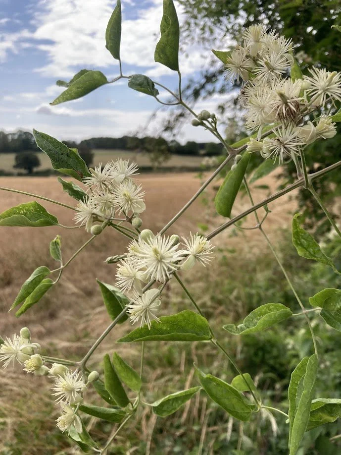 Close-up of white flowers and green leaves on a vine in a field with a partly cloudy sky.