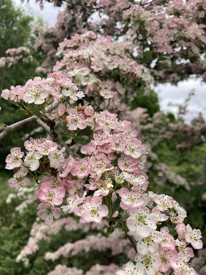 Close-up of pink and white blossoms on a tree branch with a blurred background of more blossoms and greenery.