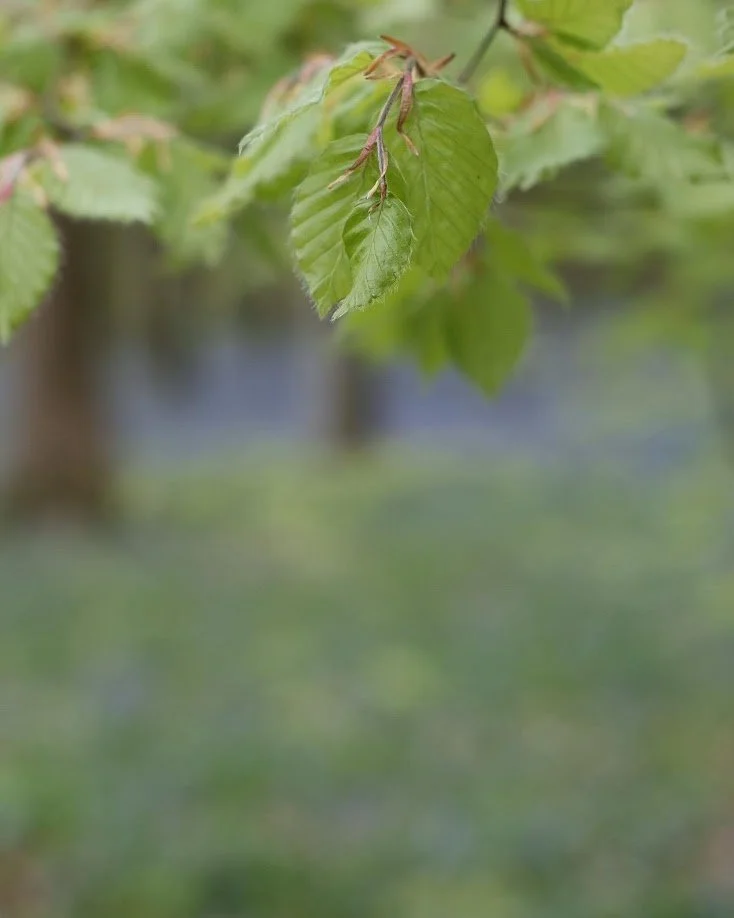 Close-up of green leaves on a tree branch with a blurred background.