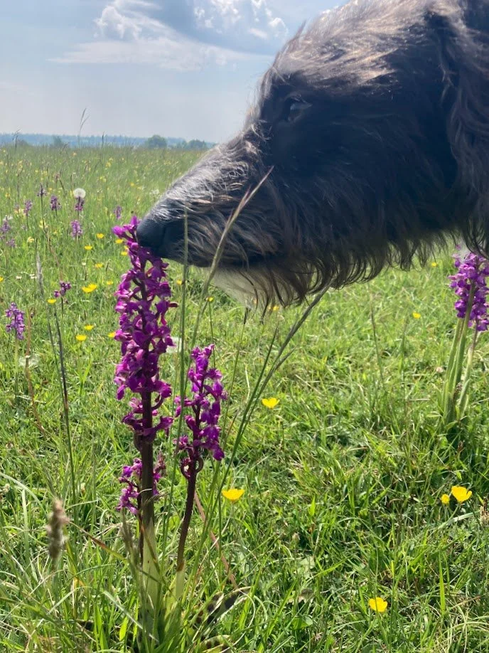 A dog with dark curly fur sniffing purple wildflowers in a grassy field under a partly cloudy sky.