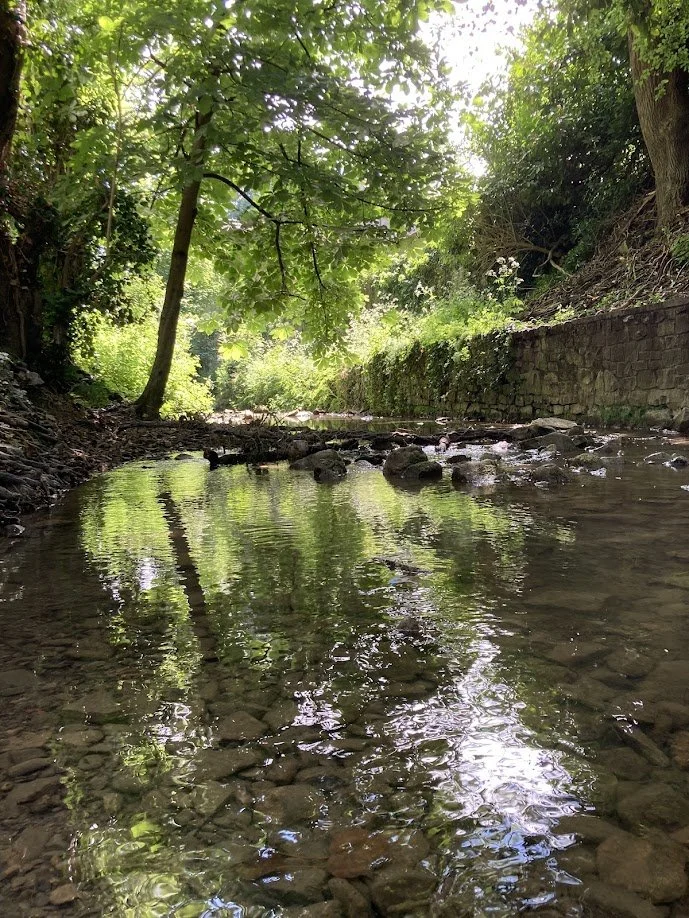 A peaceful creek flowing through a lush green forest with reflections of trees on the water.
