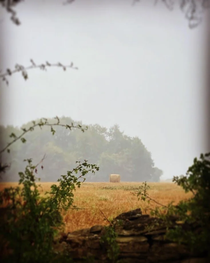 Open field with a hay bale in the distance, surrounded by trees and foliage, with a stone wall in the foreground.