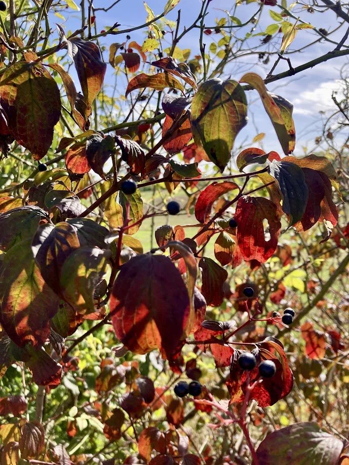 Close-up of a branch with red and green leaves and small dark berries, sunlight shining through, with a blue sky background.